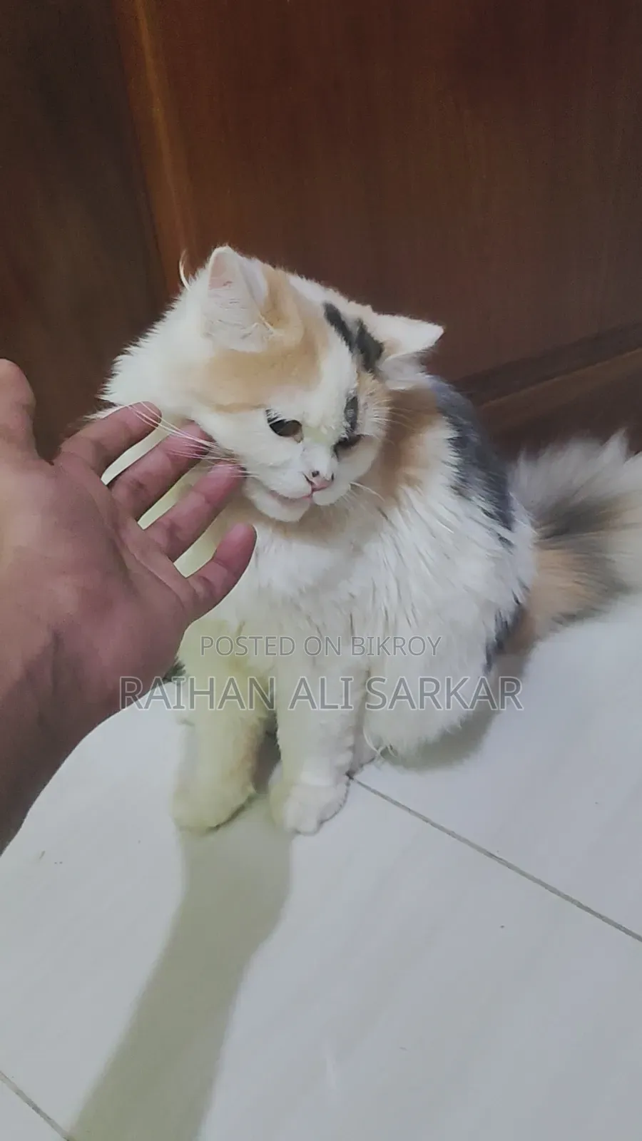 6-12 Months Female Mixed Breed Persian Cat