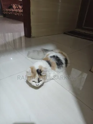 6-12 Months Female Mixed Breed Persian Cat