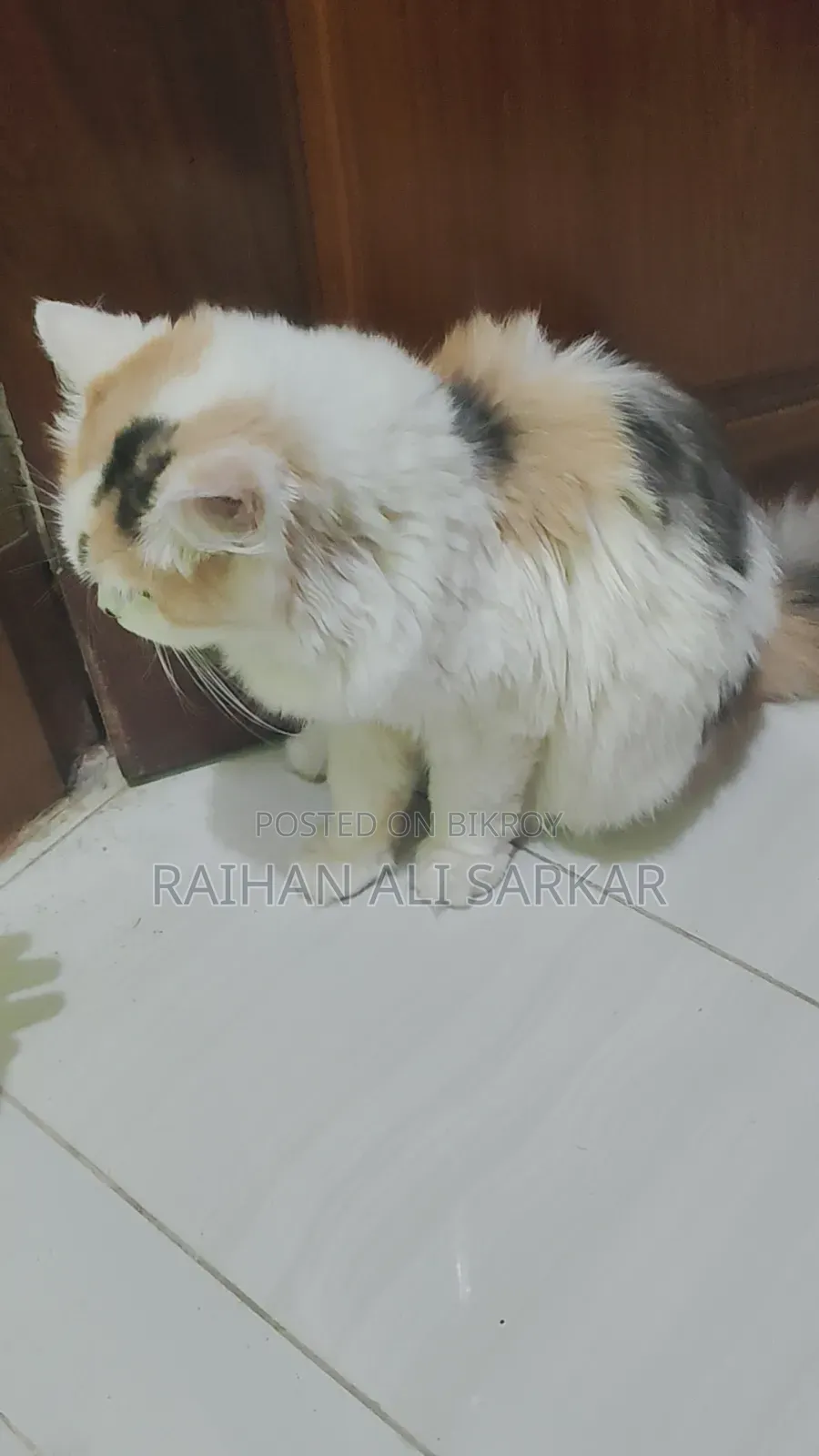 6-12 Months Female Mixed Breed Persian Cat