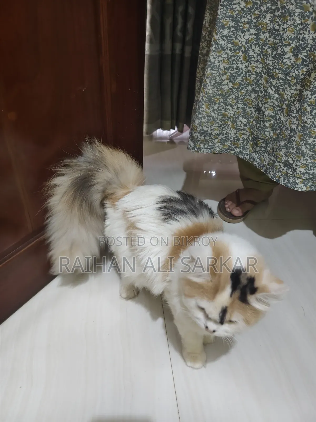 6-12 Months Female Mixed Breed Persian Cat