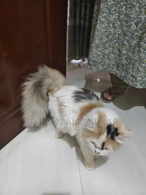 6-12 Months Female Mixed Breed Persian Cat