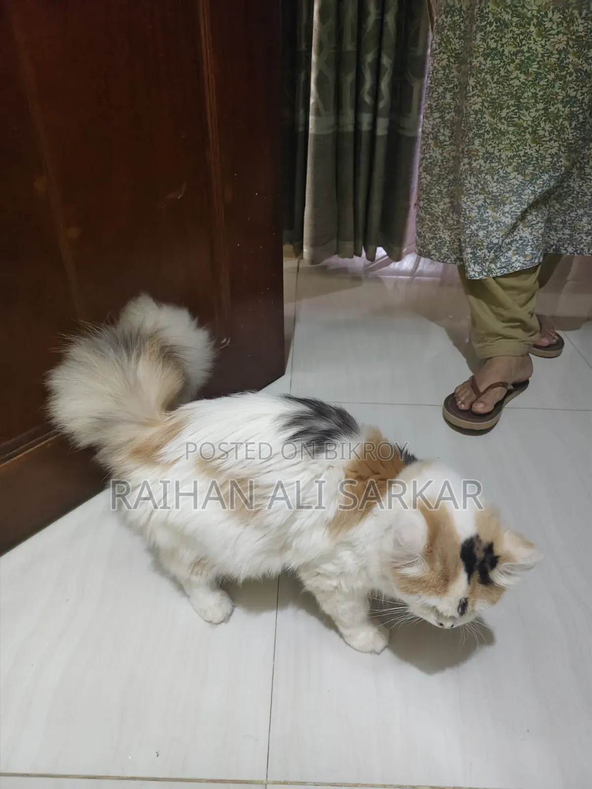 6-12 Months Female Mixed Breed Persian Cat