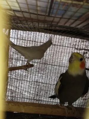Cockatiel Adult Pair for Sale.