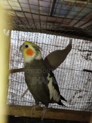 Cockatiel Adult Pair for Sale.
