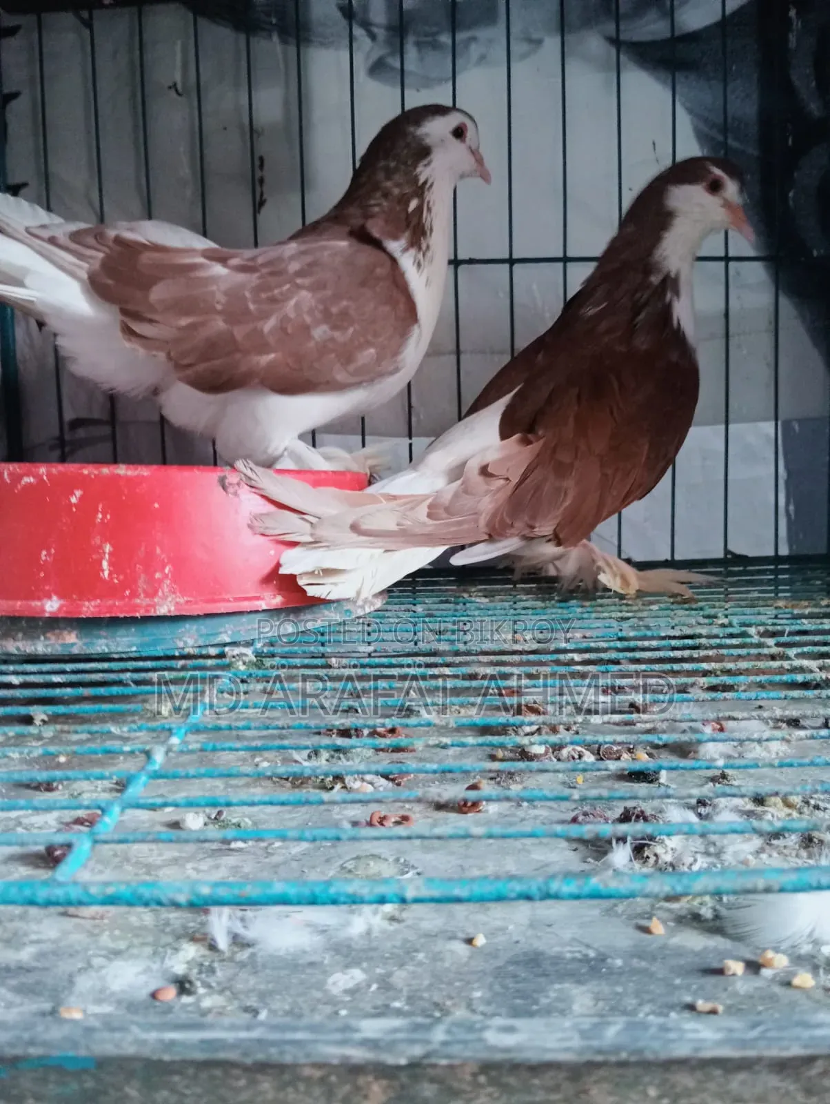 A pair of Lahori Siraji will be sold location Dhaka Mirpur