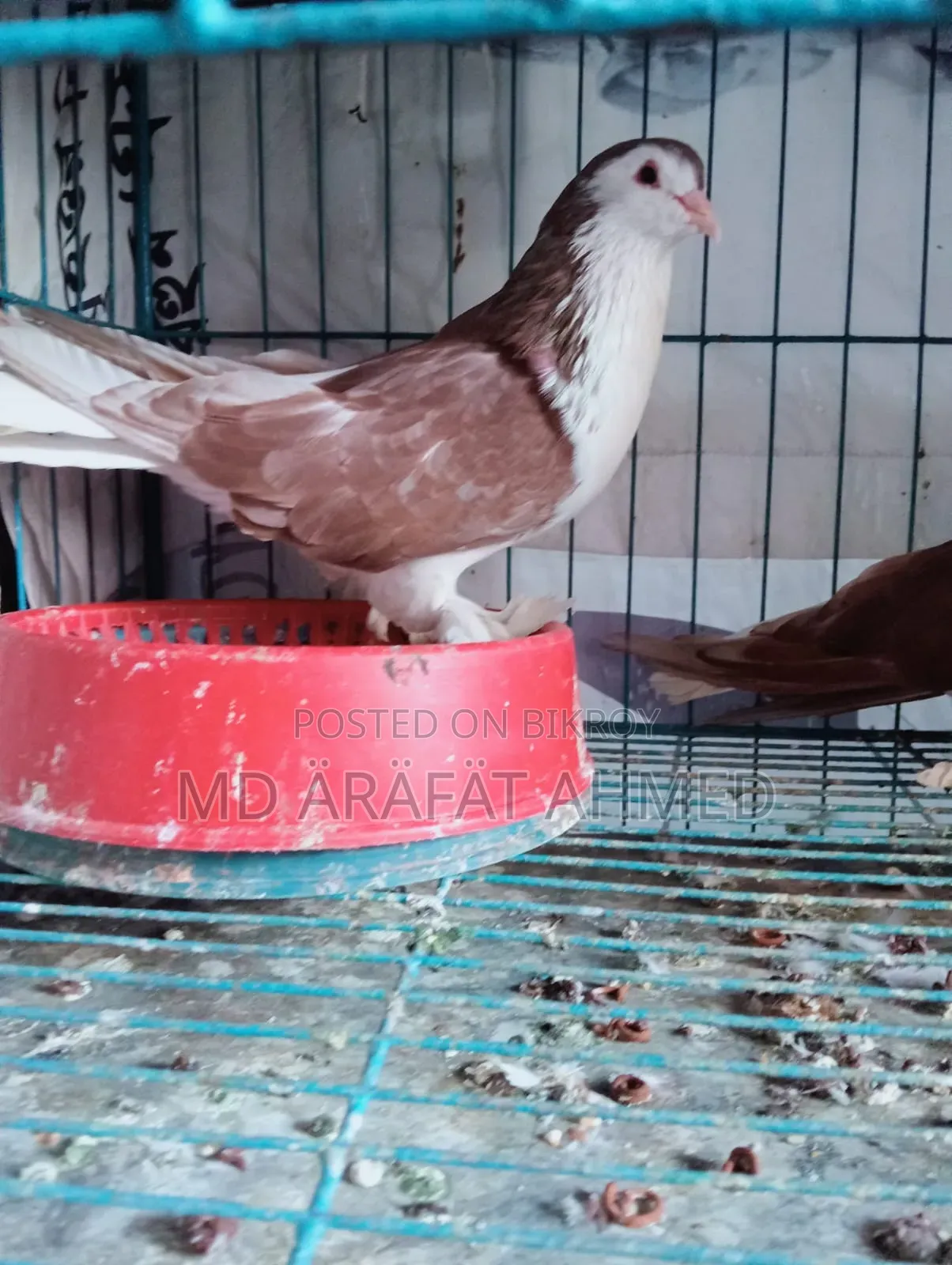 A pair of Lahori Siraji will be sold location Dhaka Mirpur