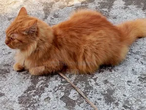 1+ year Male Mixed Breed Persian