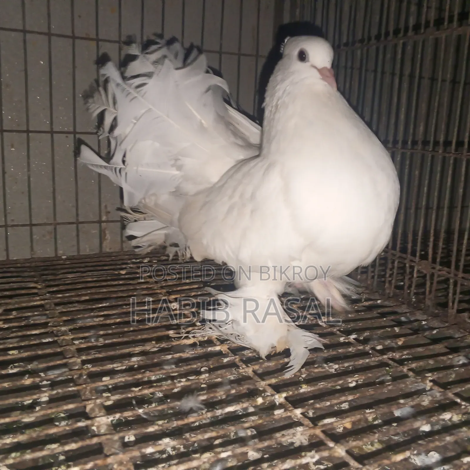White Lakha Female Pigeon
