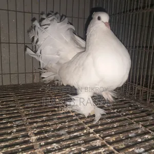 White Lakha Female Pigeon
