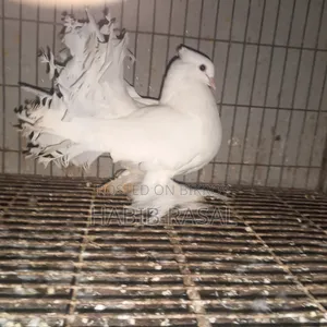 White Lakha Female Pigeon