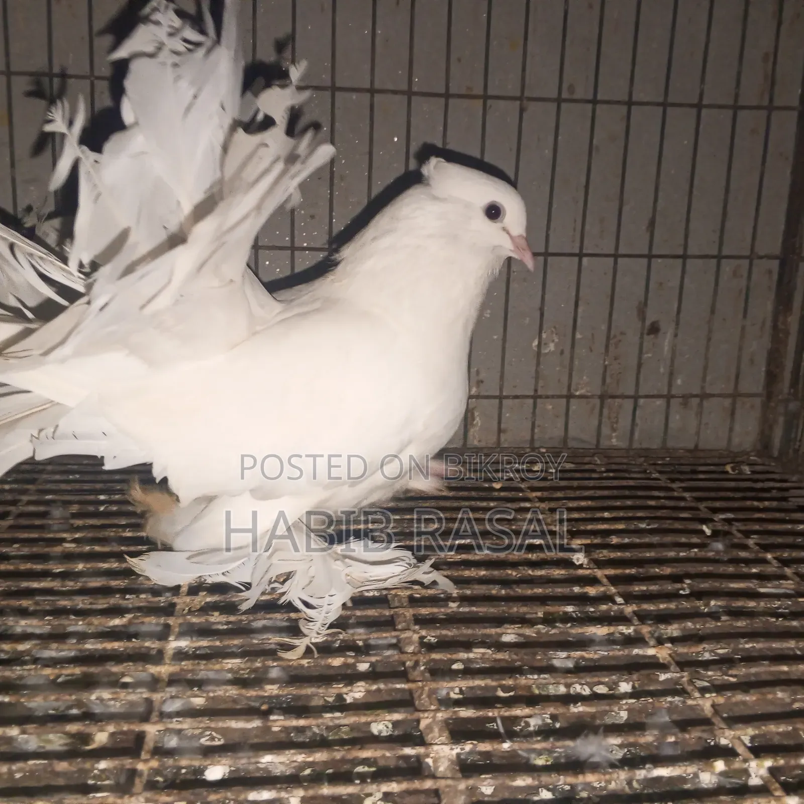 White Lakha Female Pigeon