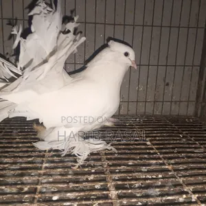 White Lakha Female Pigeon