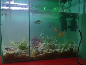 অ্যাকোয়ারিয়াম ফিশ