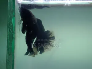 অ্যাকোয়ারিয়াম ফিশ