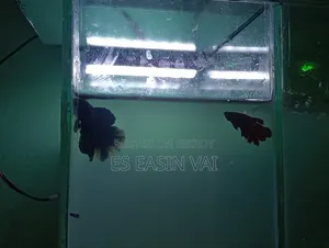 অ্যাকোয়ারিয়াম ফিশ