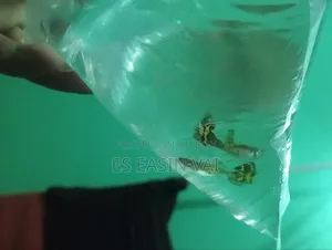 অ্যাকোয়ারিয়াম ফিশ