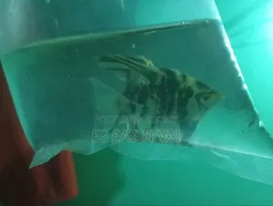 অ্যাকোয়ারিয়াম ফিশ