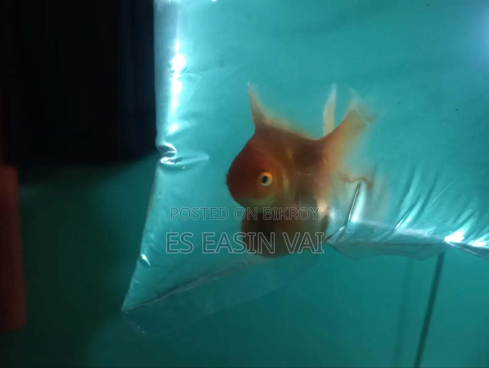 অ্যাকোয়ারিয়াম ফিশ