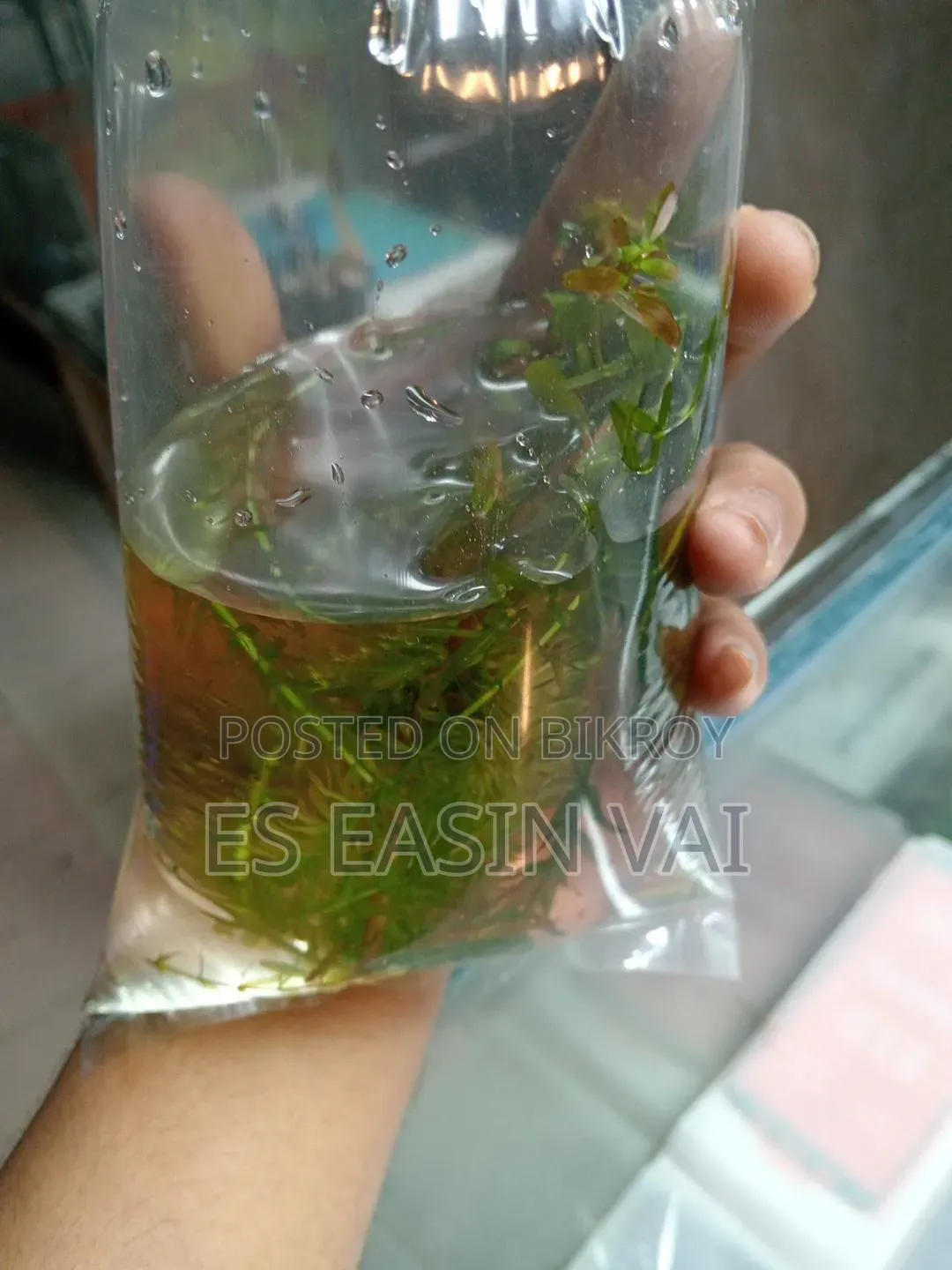 অ্যাকোয়ারিয়াম ফিশ