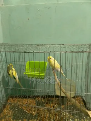 2 Pair Budgerigar