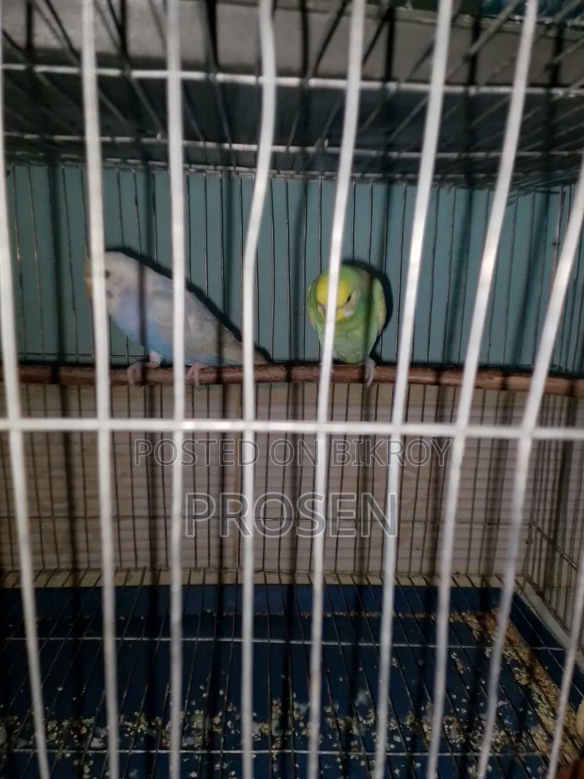 2 Pair Budgerigar