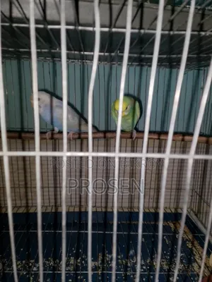 2 Pair Budgerigar