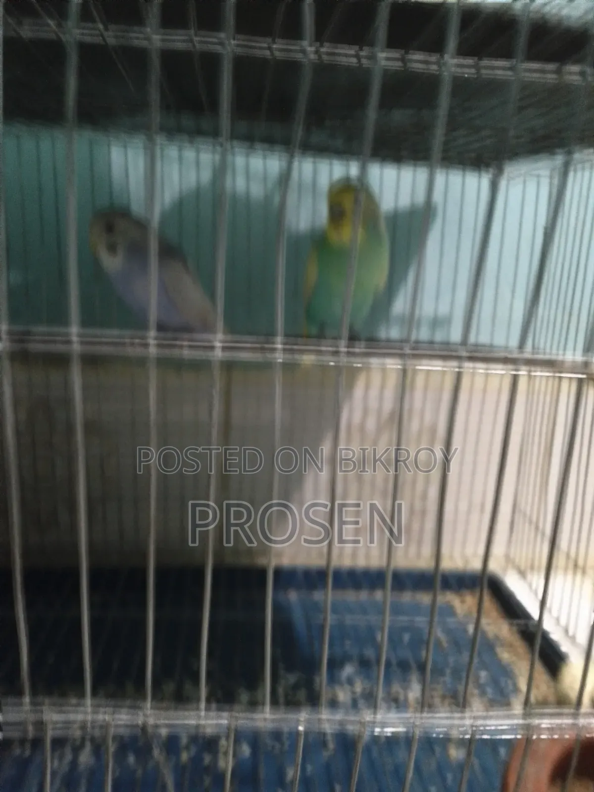 2 Pair Budgerigar