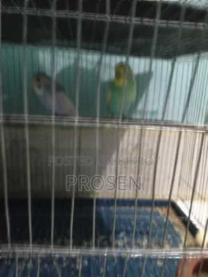 2 Pair Budgerigar