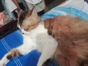 ৬-১২ মাস বয়সী স্ত্রী মিশ্র জাতের পার্সিয়ান