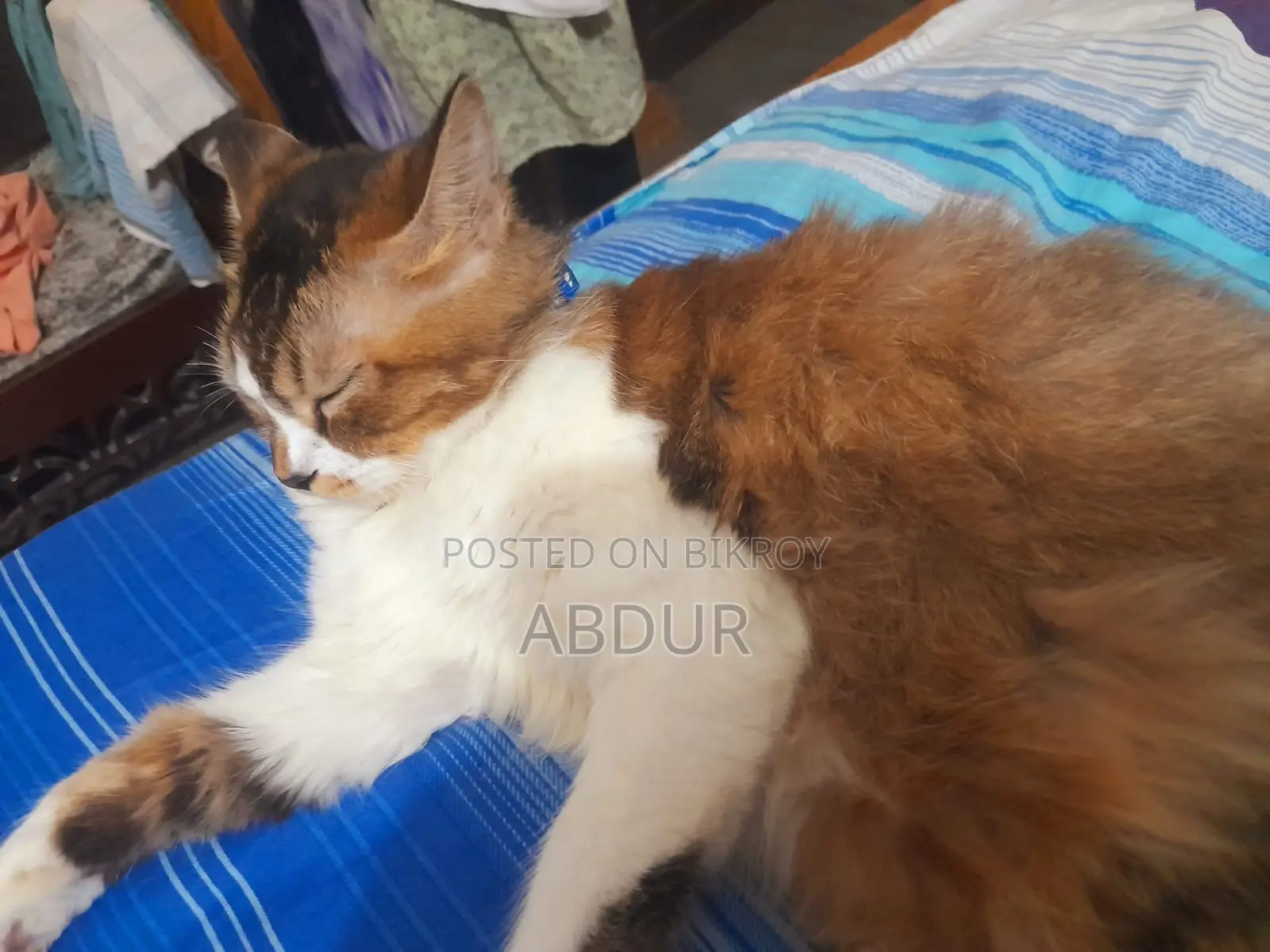 ৬-১২ মাস বয়সী স্ত্রী মিশ্র জাতের পার্সিয়ান