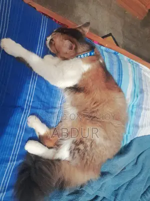 ৬-১২ মাস বয়সী স্ত্রী মিশ্র জাতের পার্সিয়ান