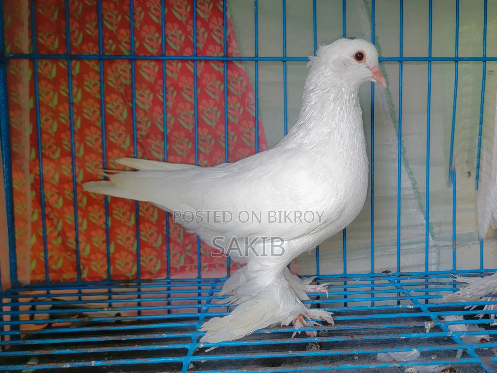 Original White Lahore Pigeon Squab