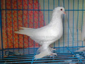 Original White Lahore Pigeon Squab