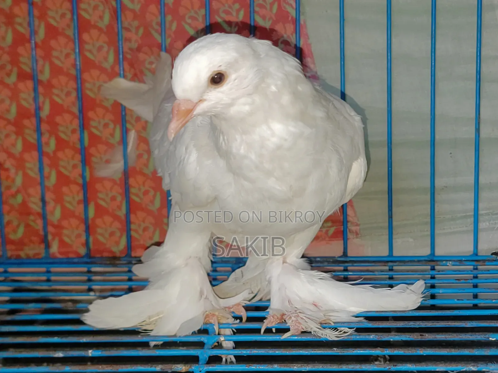 Original White Lahore Pigeon Squab