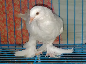Original White Lahore Pigeon Squab