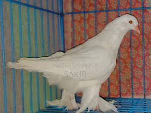 Original White Lahore Pigeon Squab