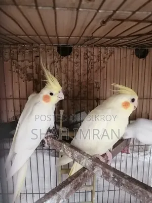 Cockatiel Bird