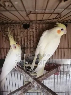 Cockatiel Bird