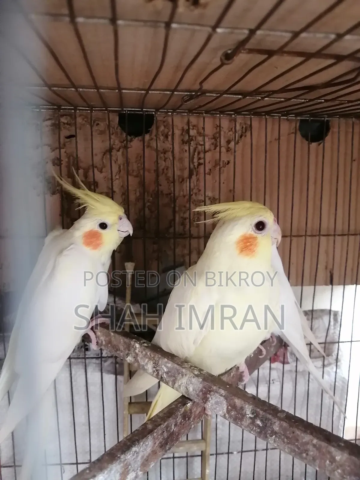 Cockatiel Bird