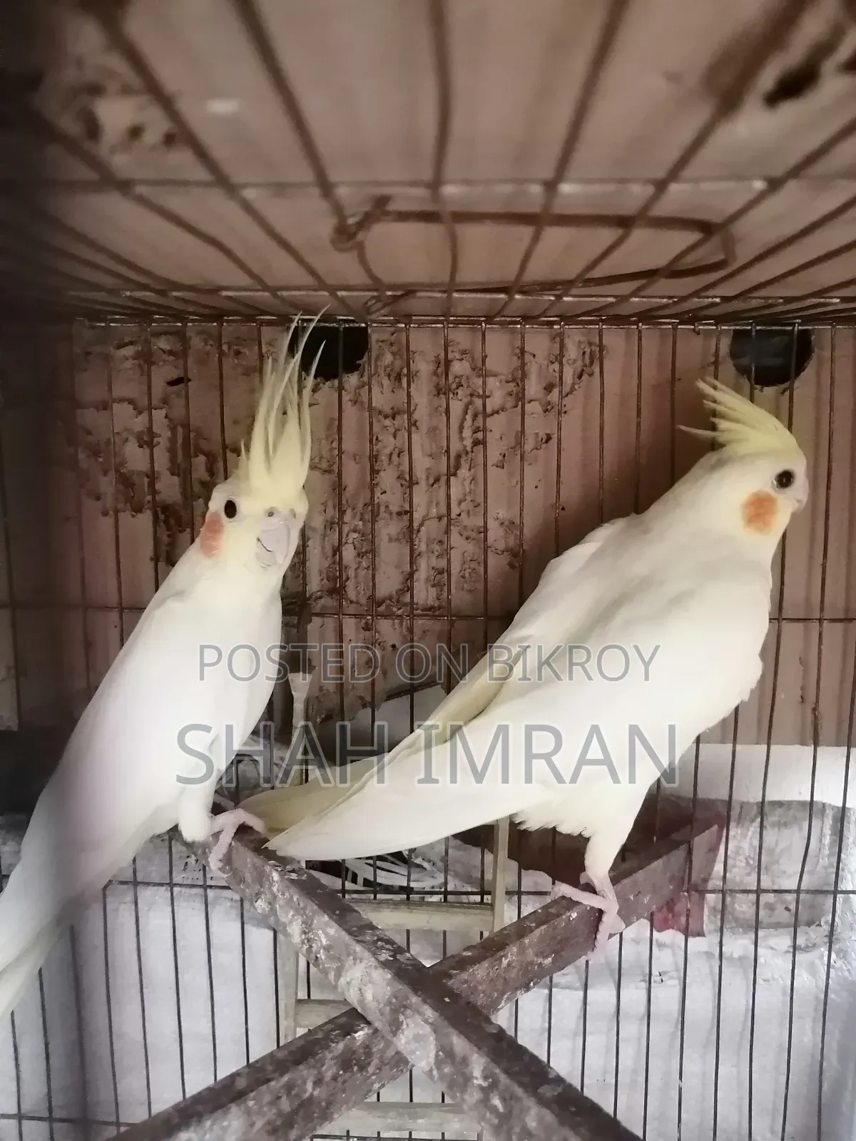 Cockatiel Bird