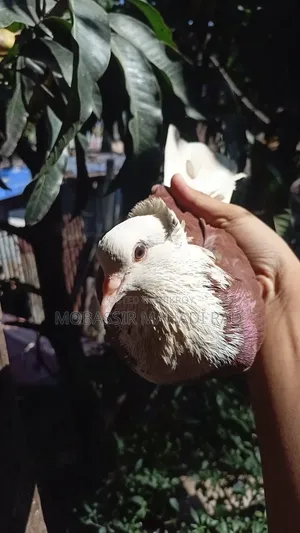 Red White King Pigeon Cock