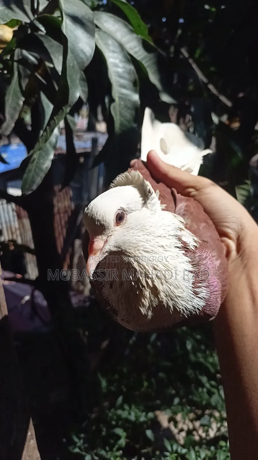 Red White King Pigeon Cock