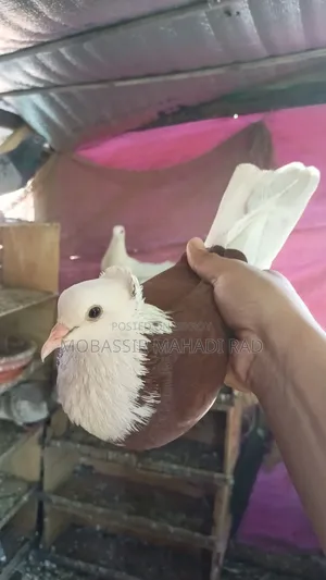 Red White King Pigeon Cock