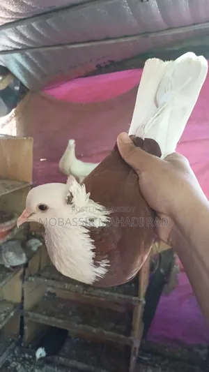 Red White King Pigeon Cock