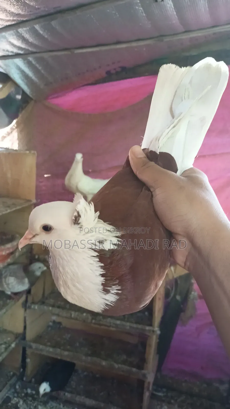 Red White King Pigeon Cock