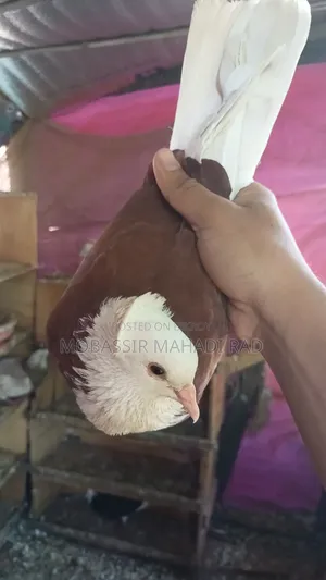 Red White King Pigeon Cock