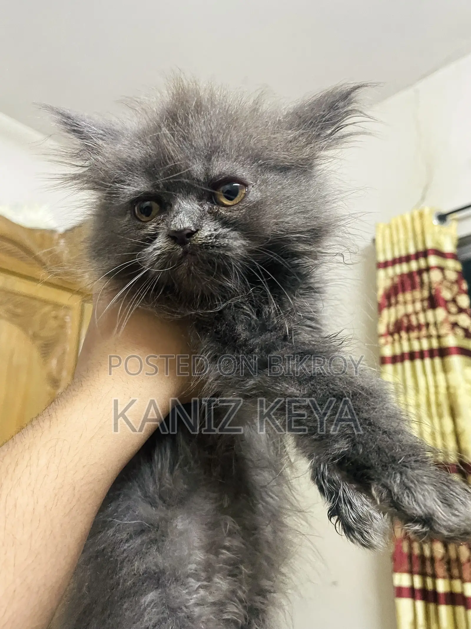 1-3 months Female Purebred Persian