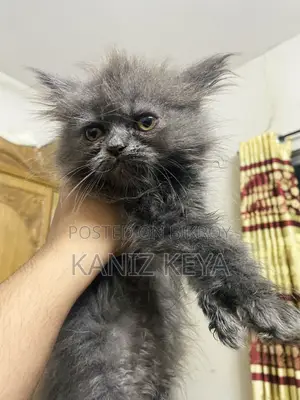 1-3 months Female Purebred Persian