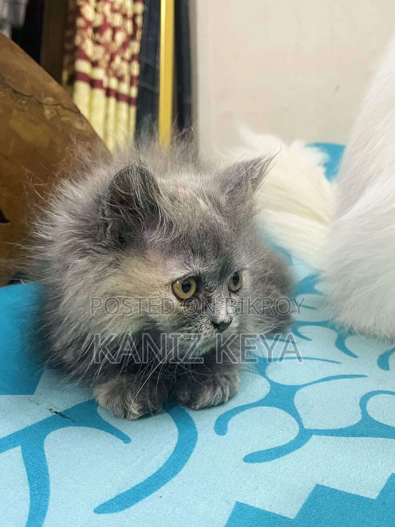 1-3 months Female Purebred Persian