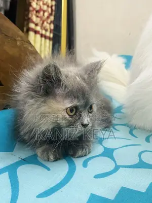 1-3 months Female Purebred Persian